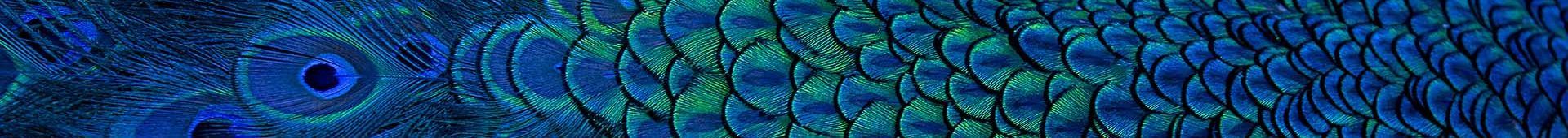 peacock feathers banner 1920x300.jpg