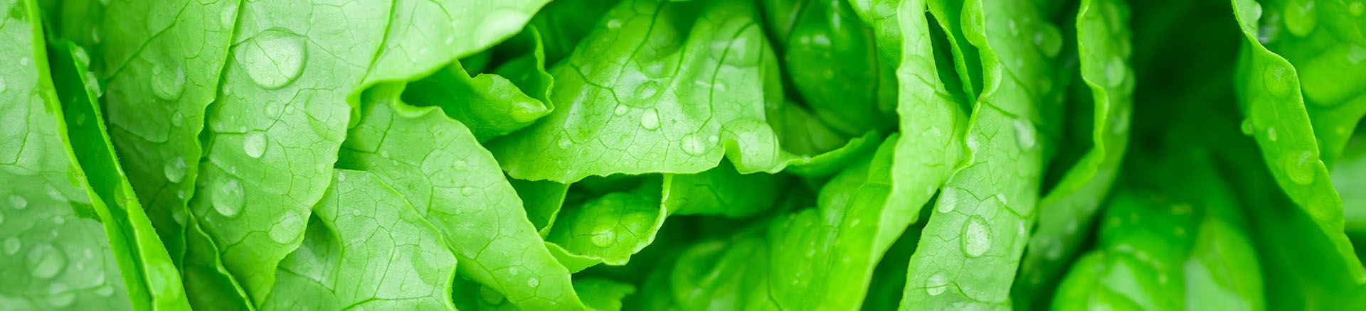 Grocery primary banner of green lettuce.jpg