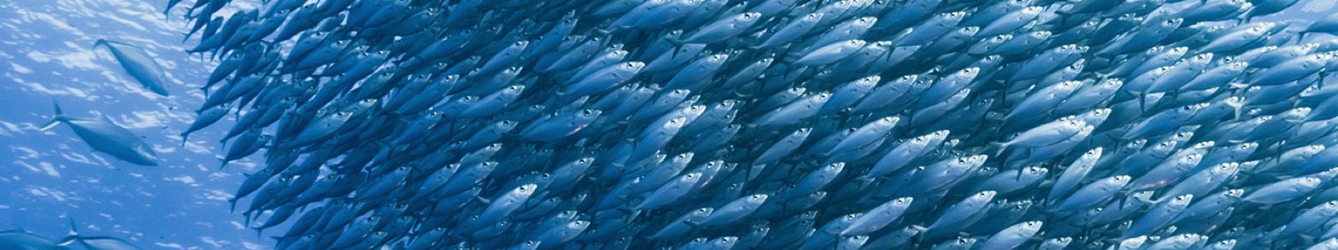 fish-banner-1920x360.jpg