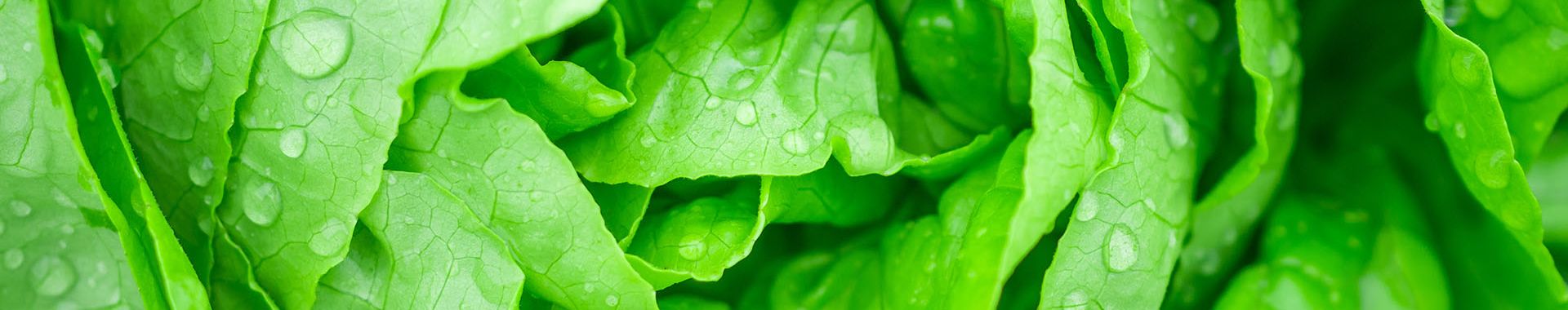 Grocery primary banner of green lettuce.jpg