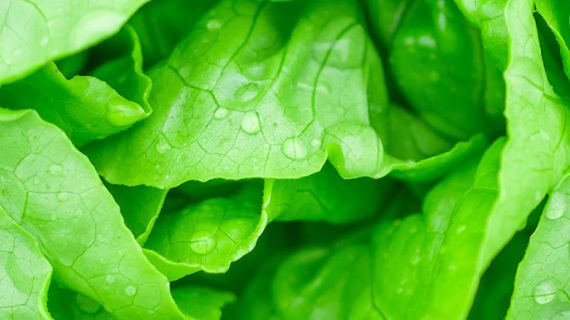 Grocery primary banner of green lettuce.jpg