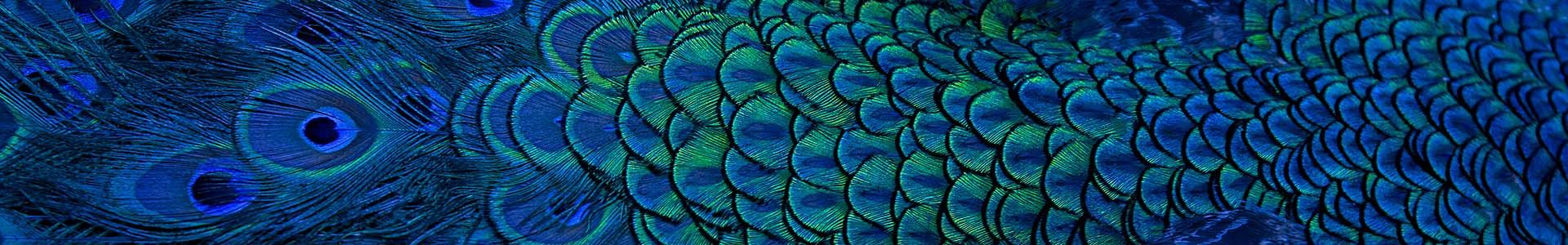 peacock feathers banner 1920x300.jpg